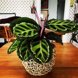 Meet your Posher, Campbell